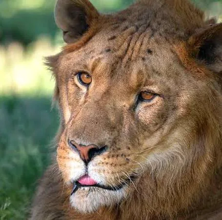 Animal 2